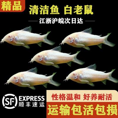 鱼缸清洁工大帆鱼鱼缸清洁
