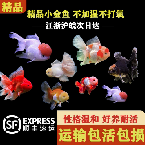 好养耐活冷水鱼随机小金鱼淡水鱼