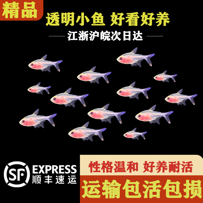 群游小型红肚玻璃淡水灯科鱼