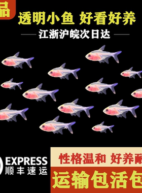 红肚玻璃观赏鱼小型热带肚玻璃灯鱼扯旗鱼活体淡水群游小型灯科鱼