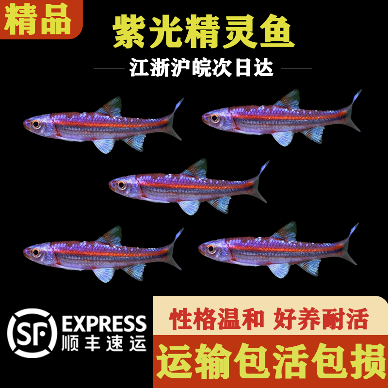 紫光精灵鱼灯鱼霓虹灯鱼原生冷水鱼淡水鱼小型鱼灯科鱼不加温小鱼
