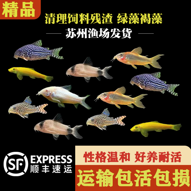 清理水藻推荐金苔鼠鱼热带观赏鱼鼠鱼鱼缸清理鱼清洁鱼工具鱼好养