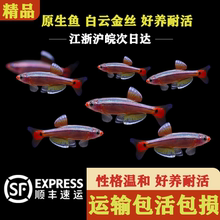 白云金丝鱼冷水鱼灯科鱼小型鱼原生鱼新手观赏鱼不加温不打氧好养