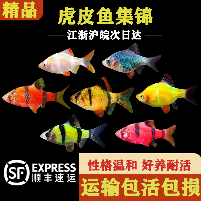 虎皮鱼热带鱼观赏鱼小型鱼好养耐活鱼群游鱼草缸鱼缸活体鱼淡水鱼
