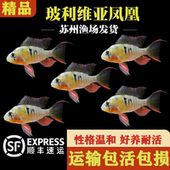 玻利维亚凤凰鱼南美水族短鲷玻利维亚凤凰鱼观赏好养热带淡水活体