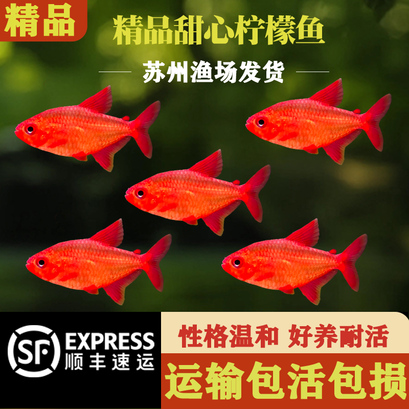 精品甜心柠檬灯科鱼小型热带淡水观赏鱼小型鱼草缸推荐观赏鱼活体