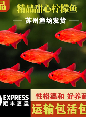 精品甜心柠檬灯科鱼小型热带淡水观赏鱼小型鱼草缸推荐观赏鱼活体