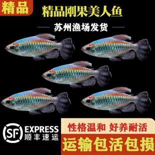 刚果美人鱼全公热带鱼小型淡水鱼扯旗观赏鱼一眉道人鱼群游观赏鱼