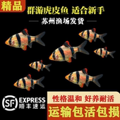 四间虎皮鱼热带鱼观赏鱼淡水鱼小型鱼宠物鱼金绿虎皮鱼群游观赏鱼