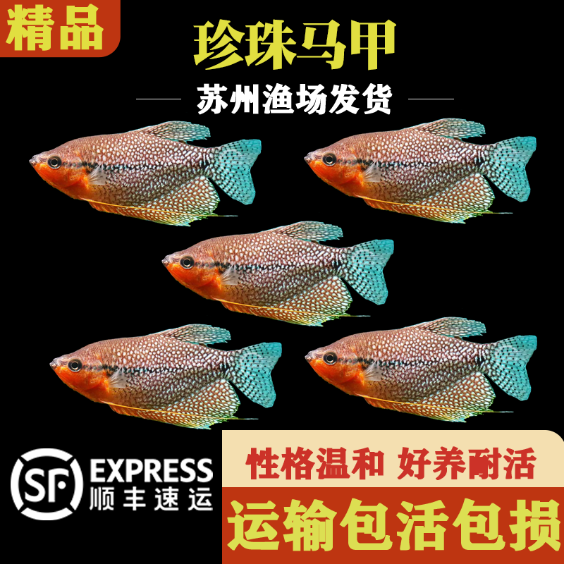 精品珍珠马甲鱼观赏鱼红蓝斑纹热带鱼好养曼龙鱼丝足鱼小型热带鱼