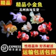 小金鱼冷水鱼不加温不打氧精品小鱼鸿运当头鱼淡水鱼传统小鱼好养