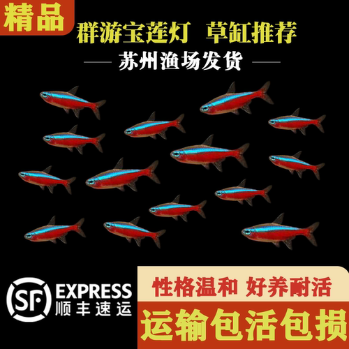 宝莲灯热带淡水鱼观赏鱼