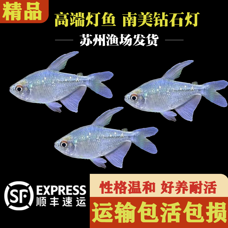 南美钻石灯鱼闪光直线脂鲤淡水热带鱼南美进口群游小鱼灯科鱼草缸