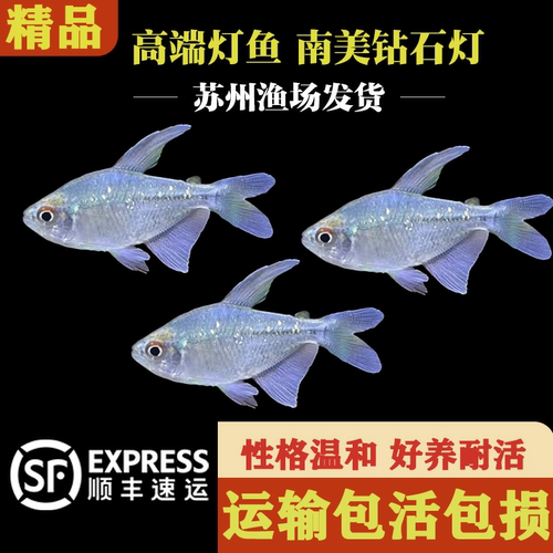 南美钻石灯鱼闪光直线脂鲤