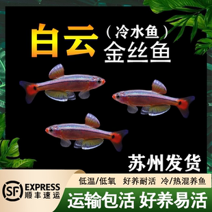 白云金絲魚小型冷水魚燈科魚原生魚觀賞魚唐魚不加溫不打氧小型魚