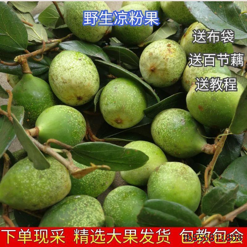 野生凉粉果霹雳果鬼木馒头奶母爱玉果木莲果手搓冰粉籽中药材包邮