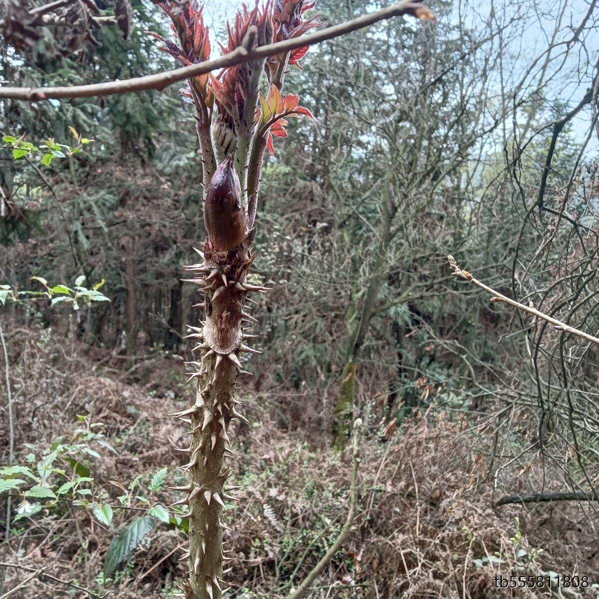 刺脑包刺老芽刺龙芽刺老包刺龙头苗刺包头树苗刺树苗大苗老根园林