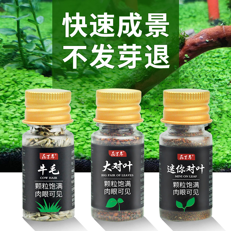 鱼缸水草种子植物水培生态种籽孑牛毛小对叶阴性真草装饰造景套餐