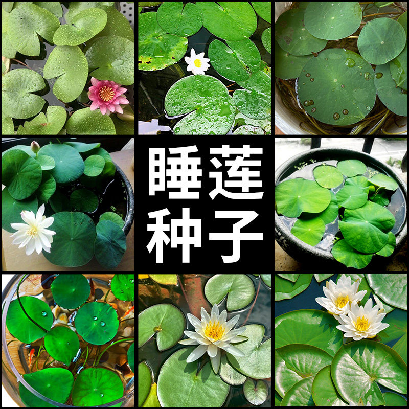 碗莲水培植物睡莲种子活体水草鱼缸造景花卉好养种籽水养客厅碗莲