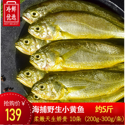 黄花鱼小黄鱼海鲜新鲜速冻海捕鱼