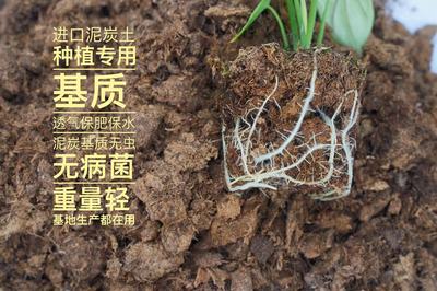 营养土进口纯泥炭热植专用土基质