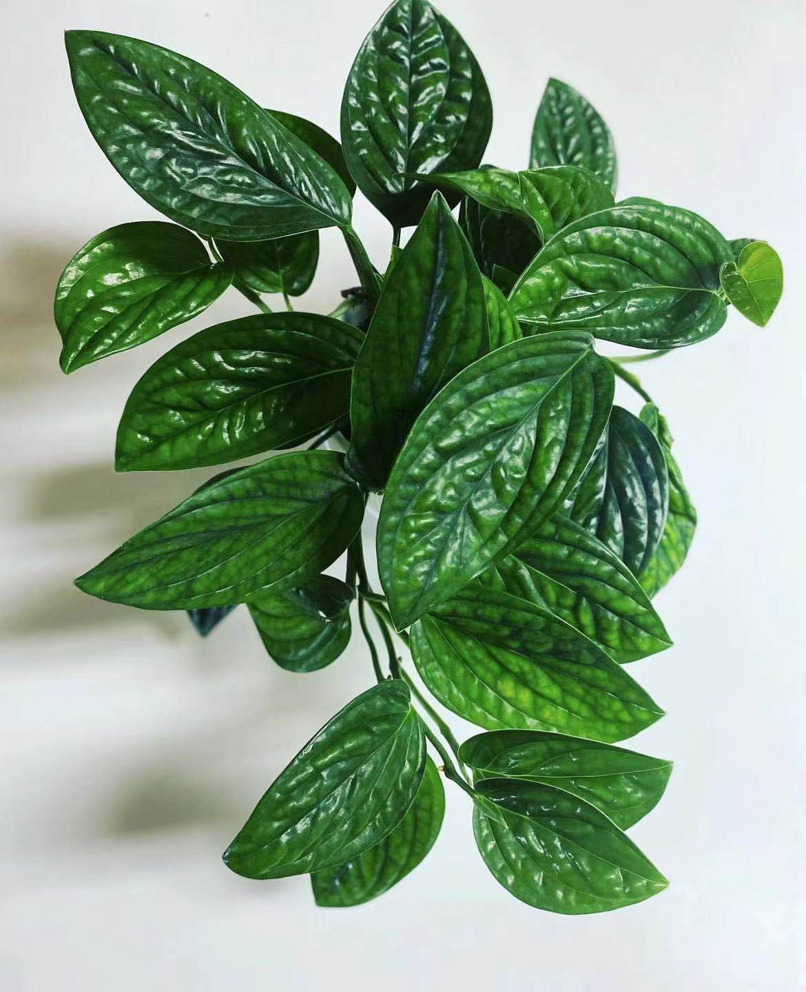 鲸鹿花园泰国绿萝墨西哥龟竹背室内耐阴垂藤盆栽网红绿植,鲜花速递/花卉仿真/绿植园艺,绿植,淘宝优惠券,粉丝福利购,淘宝优惠卷