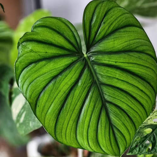 哥伦比亚蔓绿绒室内观叶热植盆栽