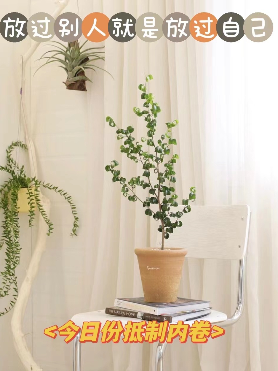 卷卷榕桌面趣味新手友好