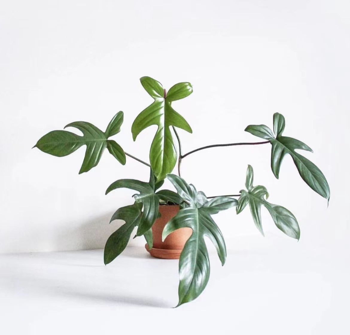 飞机蔓绿绒室内耐阴净化空气网红