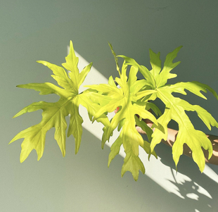 鲸鹿花园 瓦萨维奇绿瓦萨维奇PhilodendronWarscewiczii黄金春羽