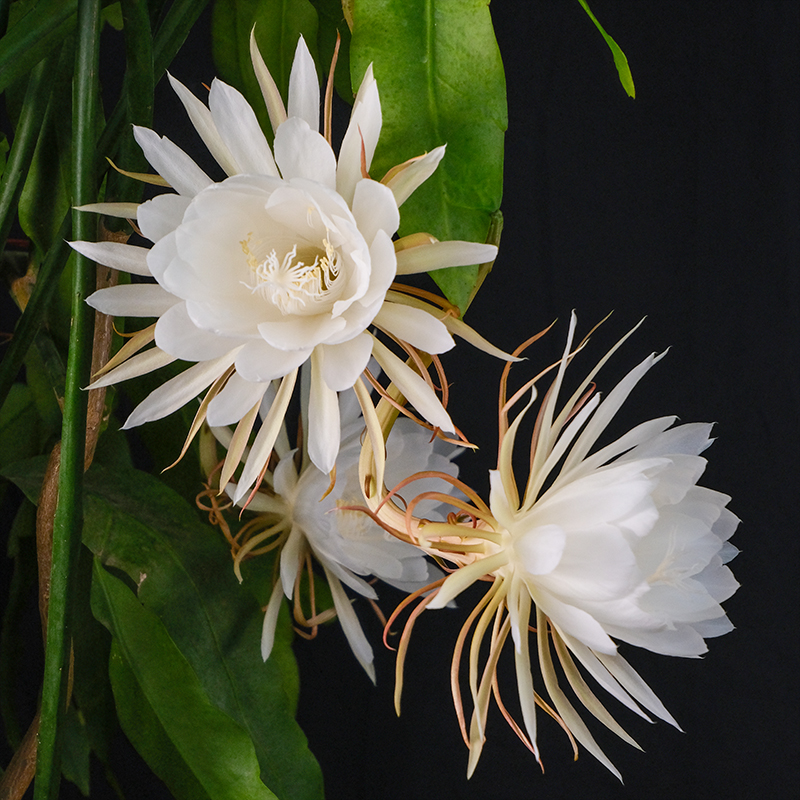 昙花大叶昙花夜晚开花小叶昙花室内白天开花多年生草本花卉盆栽