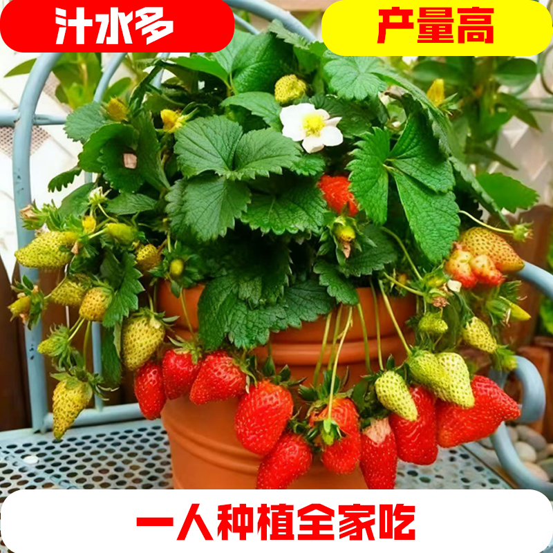 脱毒草莓苗四季结果香甜爆汁