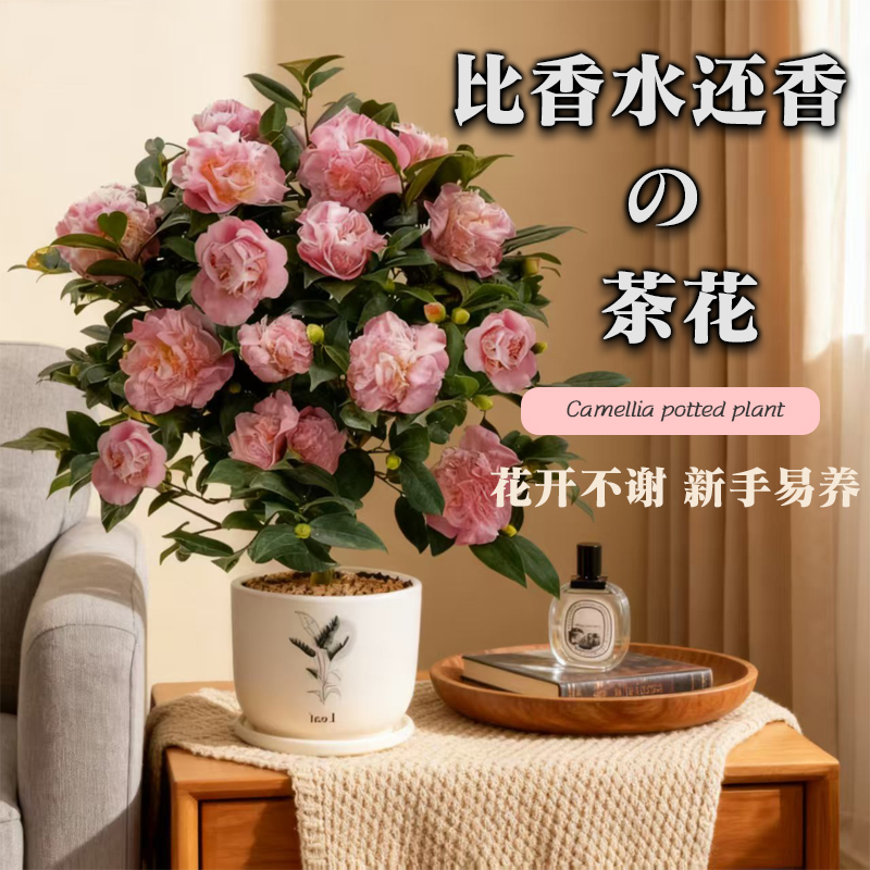 四季茶花壮苗耐寒易活繁花满枝