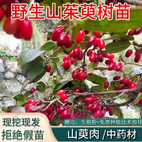 山茱萸树苗中药材山萸肉树苗地栽