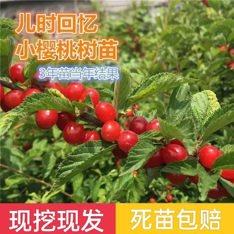 矮化山樱桃野樱桃苗盆栽地栽庭院