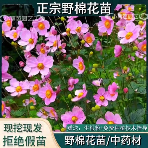 野棉花苗秋牡丹银莲花盆栽药用