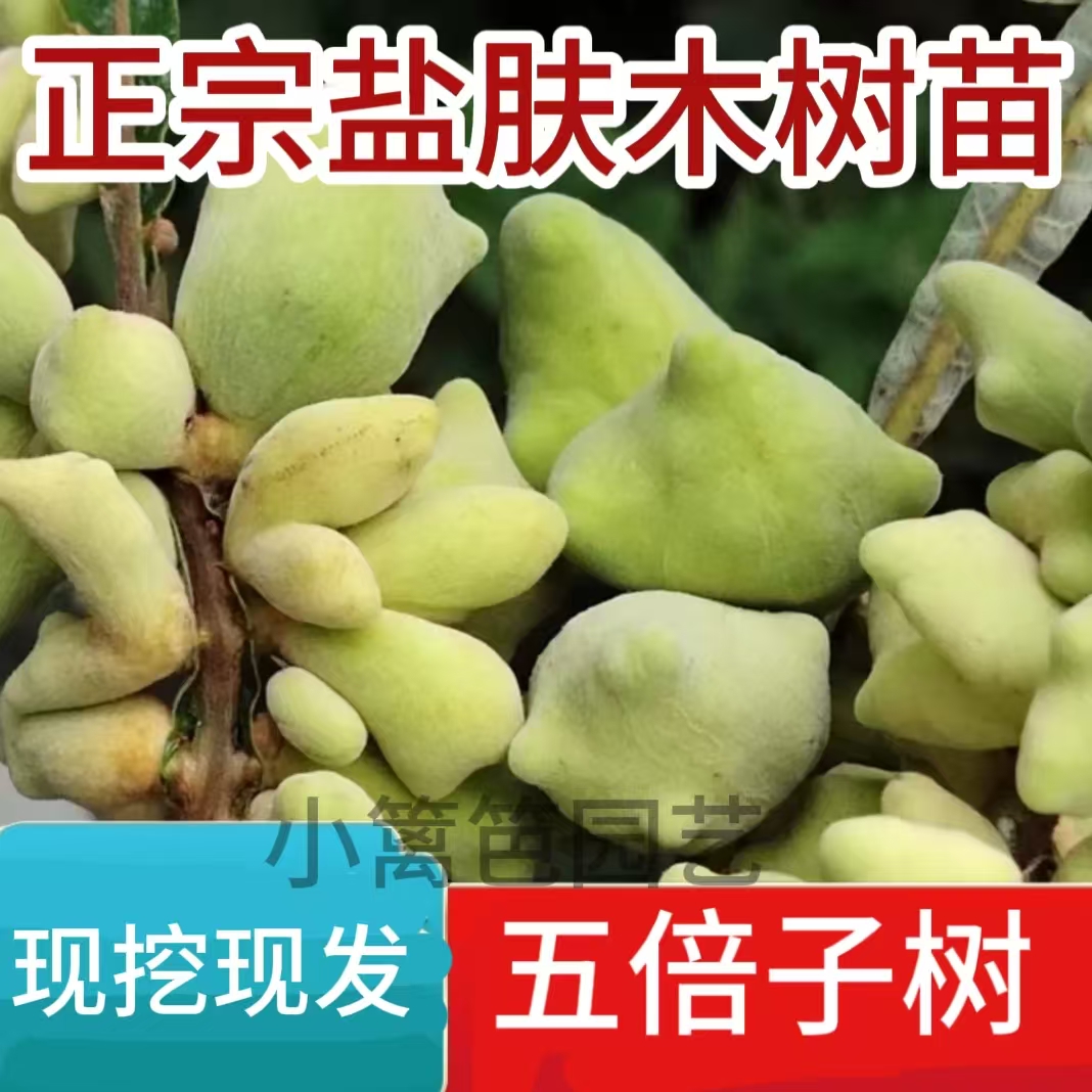 五倍子树苗批发中药材盐肤木树苗蜜源树盆栽地栽庭院绿化耐寒植物