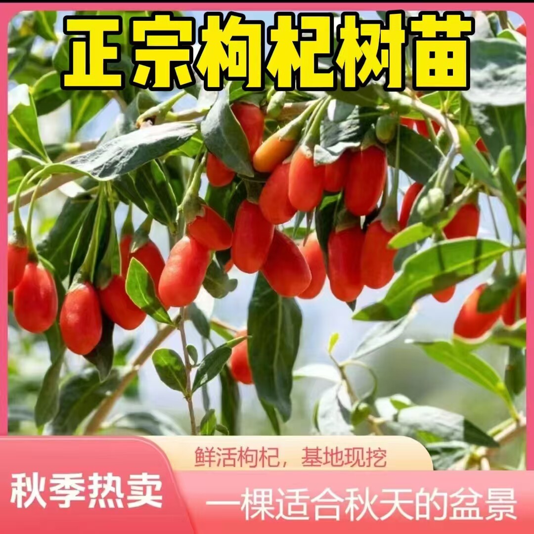 枸杞树苗食用盆栽地栽当年结果苗图片