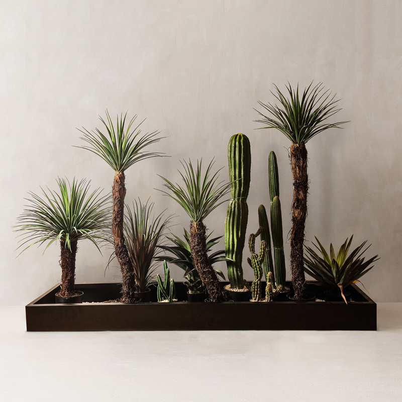 森空间仿真绿植家居客厅盆栽室内橱窗角落造景装饰沙漠仙人掌植物