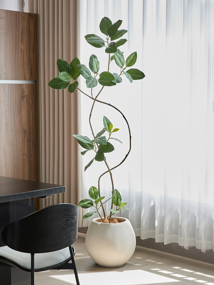 森空间模拟绿色植物高山榕树孟嘎榕树典雅易接近豪华大型假树装饰