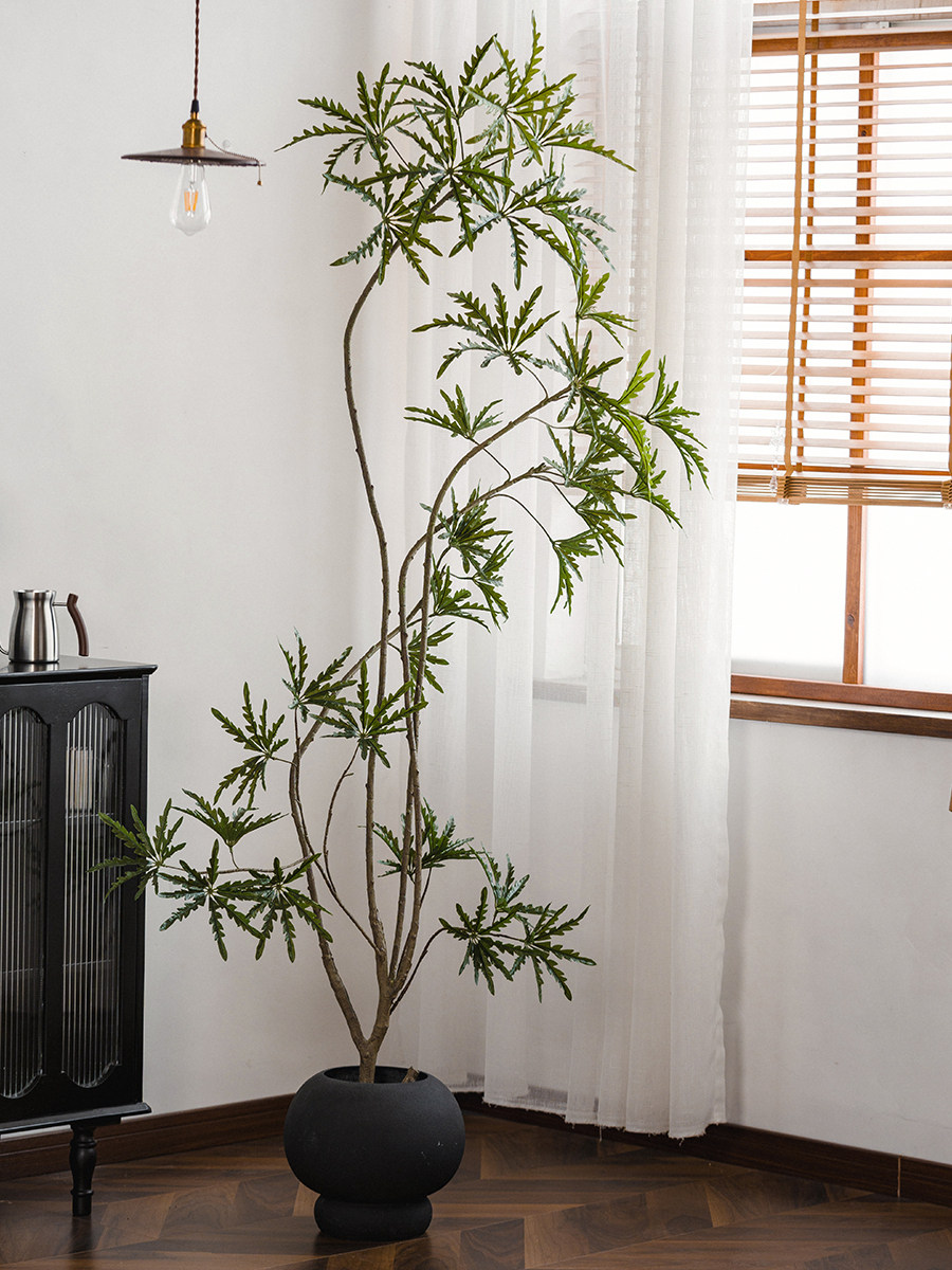 森空间模拟绿色植物孔雀木经典易接近豪华风格植物装饰室内客厅角