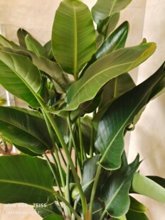 大型盆栽天堂鸟大厅室内客厅办公室绿植居家好养吸甲醛净化空气