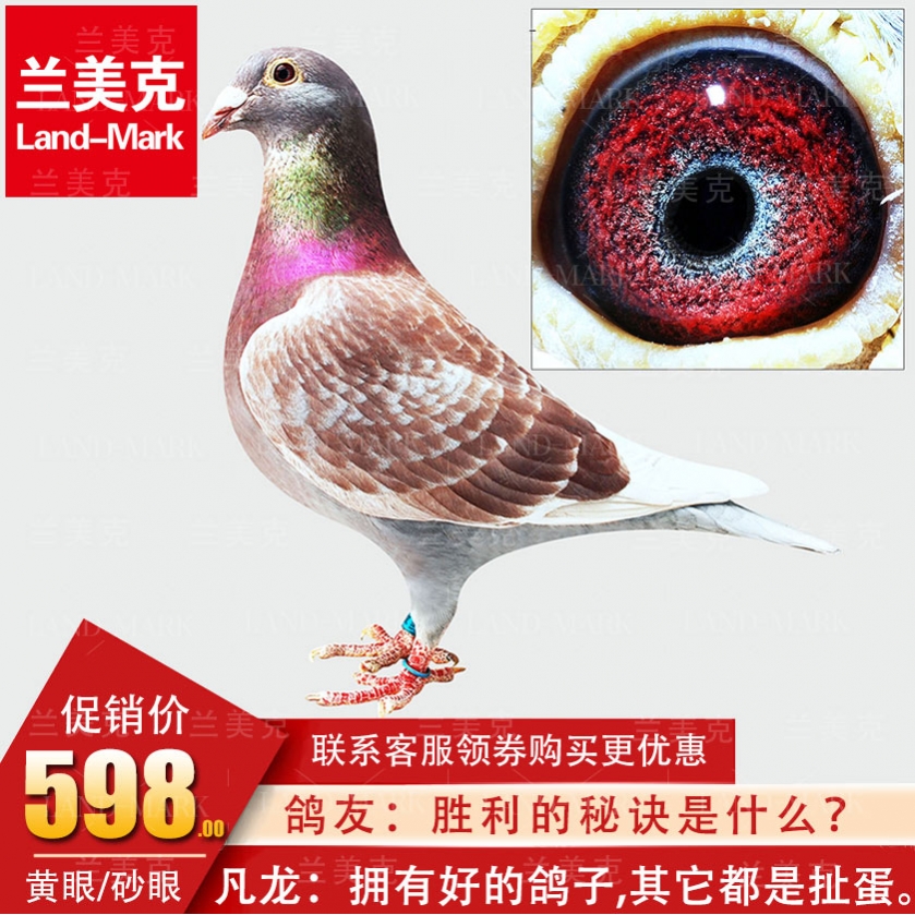 赛鸽公棚成绩鸽名家种鸽宠物活体