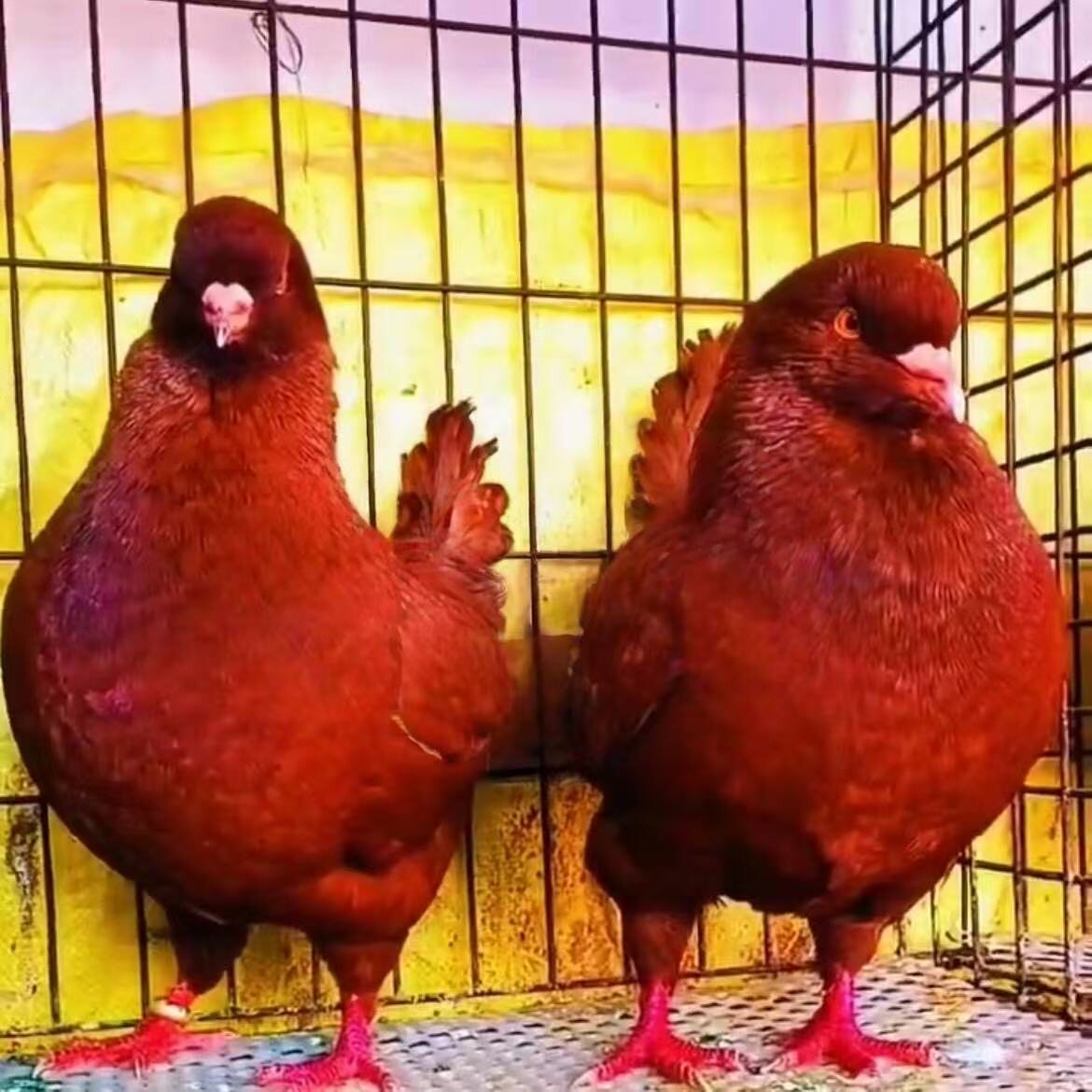 大体元宝鸽子活体肉鸽活物一对观赏元宝鸽纯种鸽子大型元宝种鸽子