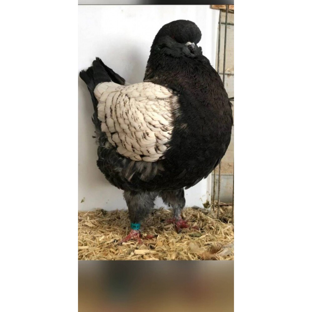 反色摩登那鸽子受精蛋圆环鸽子种蛋元宝鸽活体受精卵大体眯眯眼