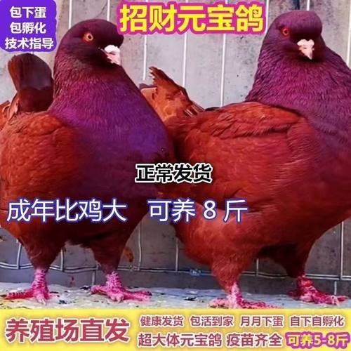元宝鸽子巨型纯种活公母一对大体种鸽幼鸽观赏肉鸽宠物包下蛋包邮