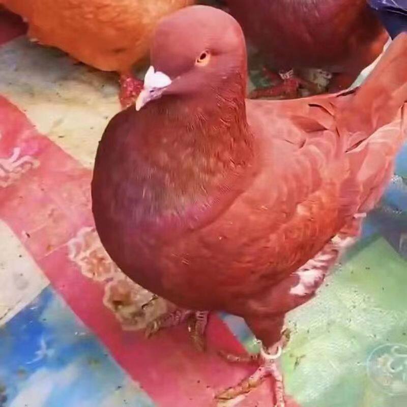 元宝活体鸽子活物肉鸽观赏种鸽一