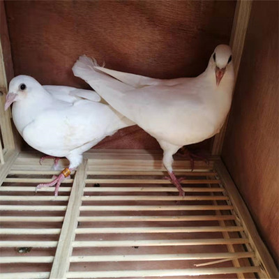 黑信鸽原配黑金刚成绩鸽桑杰士血