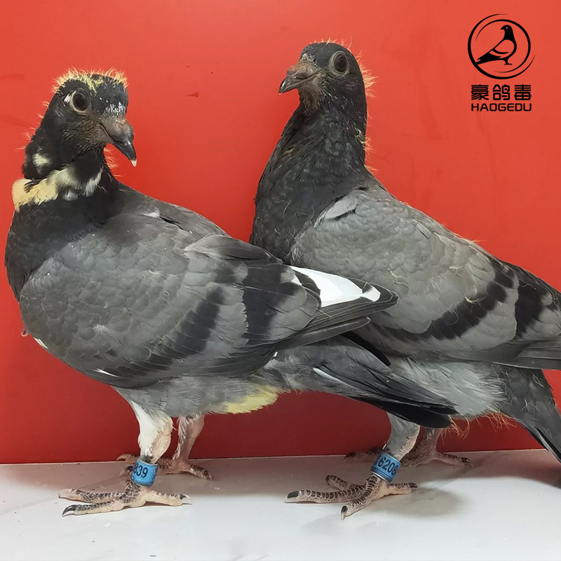 台湾恐怖59系赛鸽信鸽幼鸽种鸽活体一对鸟活物观赏鸽苗包活到家