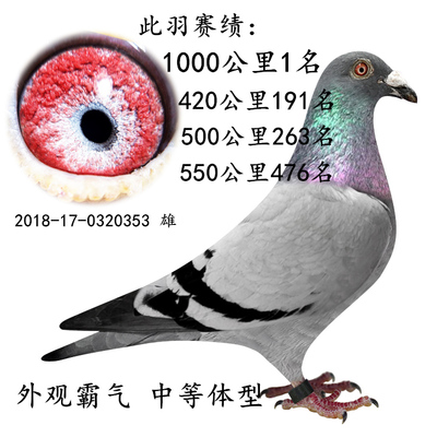 【当天发货成绩鸽种鸽公棚血统鸽